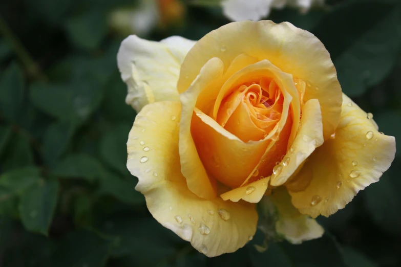 a yellow rose with water droplets on it, by Kristin Nelson, pexels, fan favorite, (light orange mist), manuka, shot on sony alpha dslr-a300