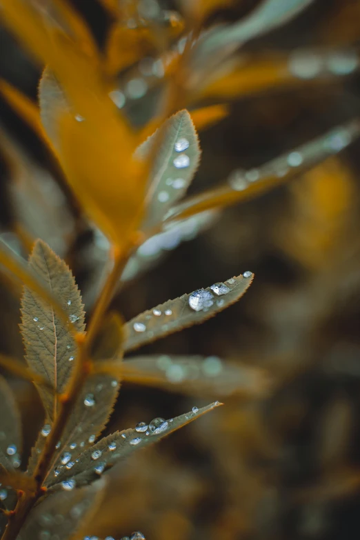 a leaf with drops of water on it