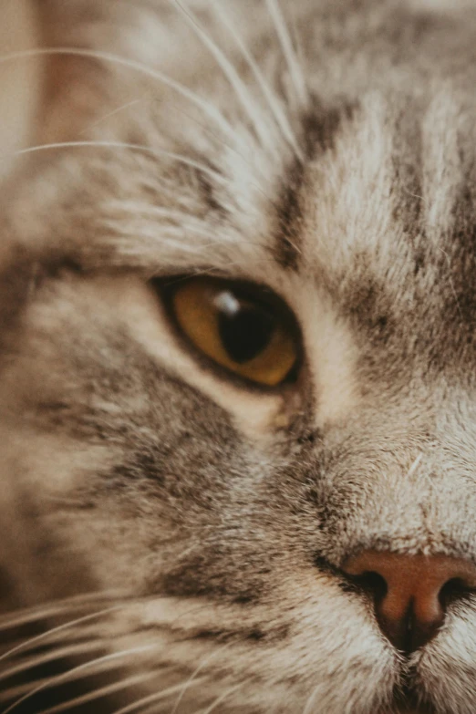 a close up of a cat's face with a blurry background, a macro photograph, trending on unsplash, photorealism, grey, super high resolution, brown, high angle close up shot