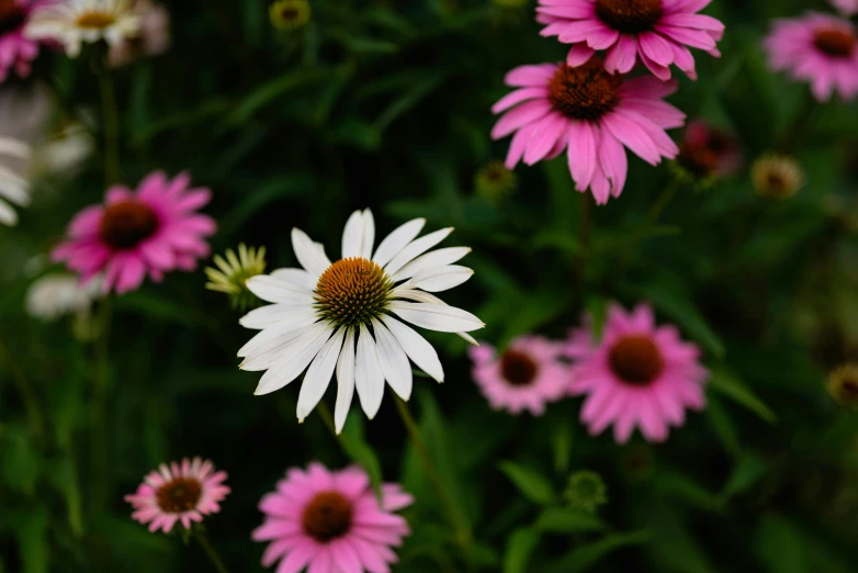 a close up of a bunch of pink and white flowers, by Carey Morris, pexels contest winner, chamomile, bird's eye, cottagecore flower garden, white and purple