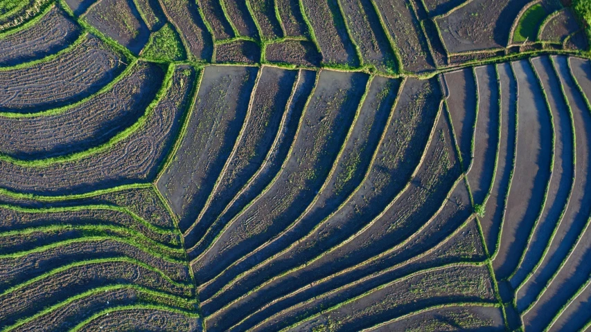 an aerial view of a field of crops, by Jan Rustem, bali, square lines, close-up photo, moor