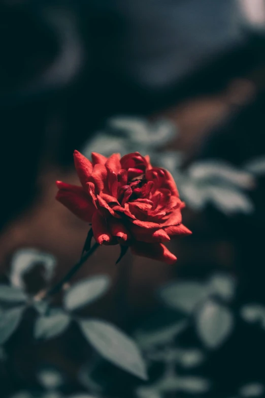 a red rose sitting on top of a green plant, inspired by Elsa Bleda, pexels contest winner, gothic aesthetic, profile image, at midnight, grieving