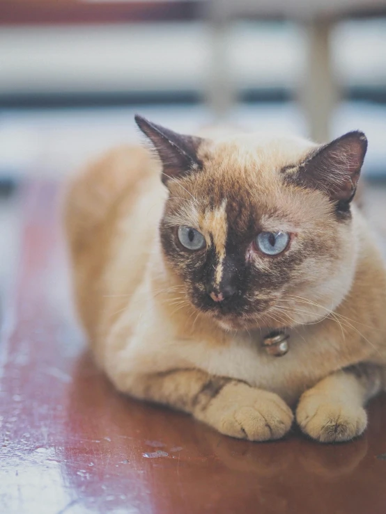 a cat sitting on top of a wooden floor, a portrait, by Julia Pishtar, trending on unsplash, with blue eyes, grumpy [ old ], pale - skinned, brown almond-shaped eyes