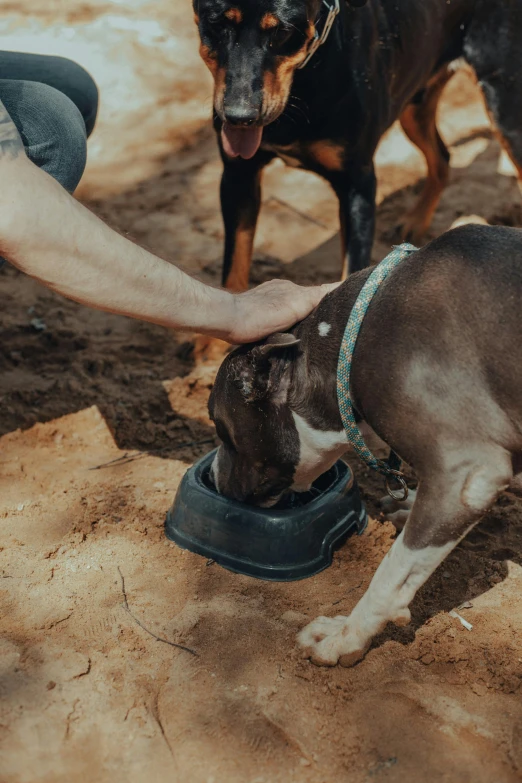 a close up of a person petting a dog, by Jan Tengnagel, pexels contest winner, feed troughs, dry dirt, pitbull, camp