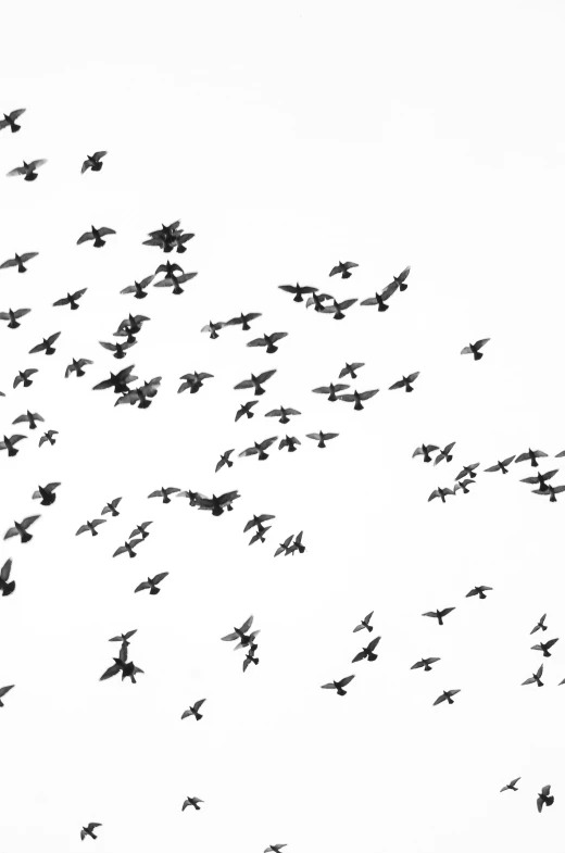 a flock of birds flying in the sky, a black and white photo, by Colijn de Coter, with a white background, ( ( photograph ) ), birds eye, saatchi art