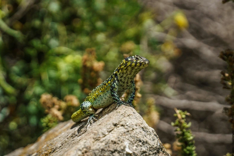 a lizard that is sitting on a rock, by Gwen Barnard, pexels contest winner, renaissance, andes mountain forest, some yellow green and blue, highly detailed textured 8k, instagram picture