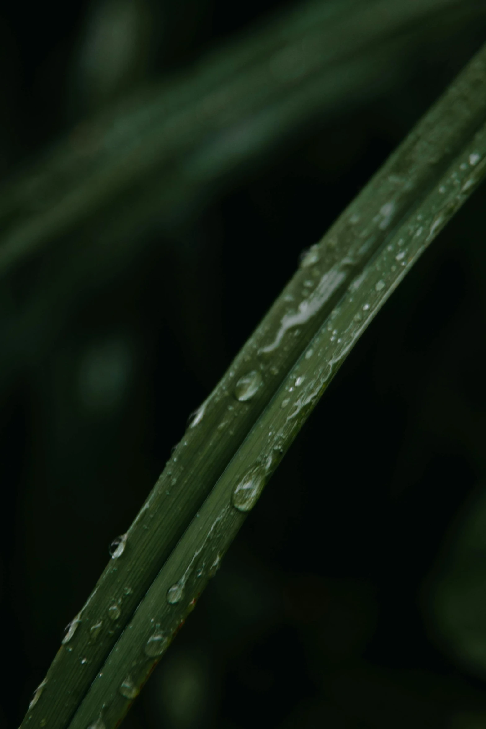 a close up of a blade of grass with water droplets, unsplash, hurufiyya, 8k 28mm cinematic photo, dark green, of bamboo, micro detail 4k