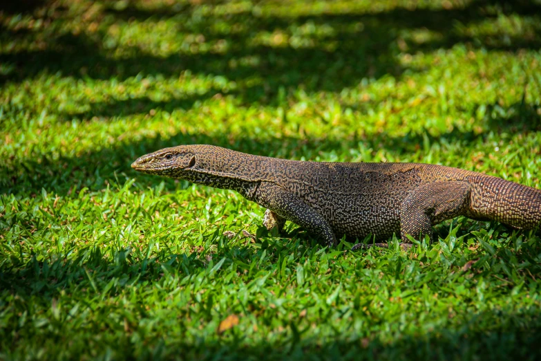 a monitor lizard walking across a lush green field, by Bernie D’Andrea, avatar image, fan favorite, malaysian, male and female