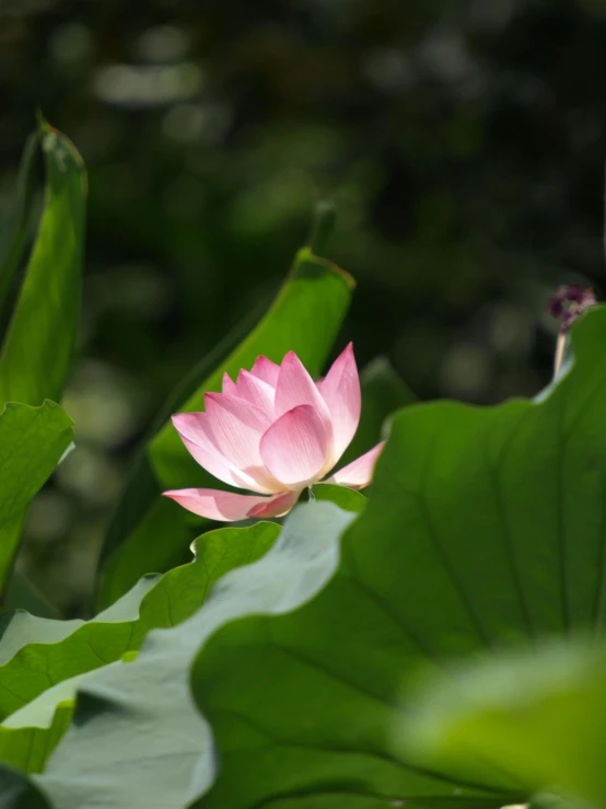 a pink flower sitting on top of a green leaf, in a pond, vietnam, viewed from a distance, lotus pose