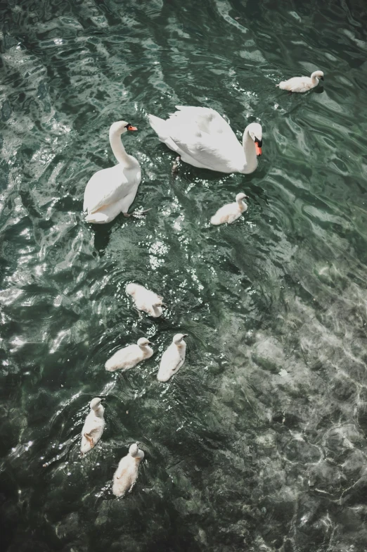 a group of swans swimming in a body of water, by Niko Henrichon, pexels contest winner, renaissance, a high angle shot, trending on vsco, pregnancy, a 35mm photo