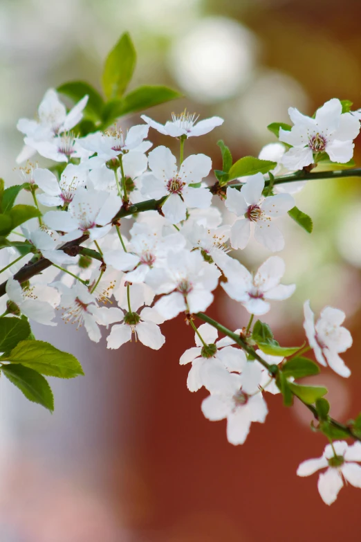 a branch of a tree with white flowers, promo image, crimson, from wheaton illinois, background image