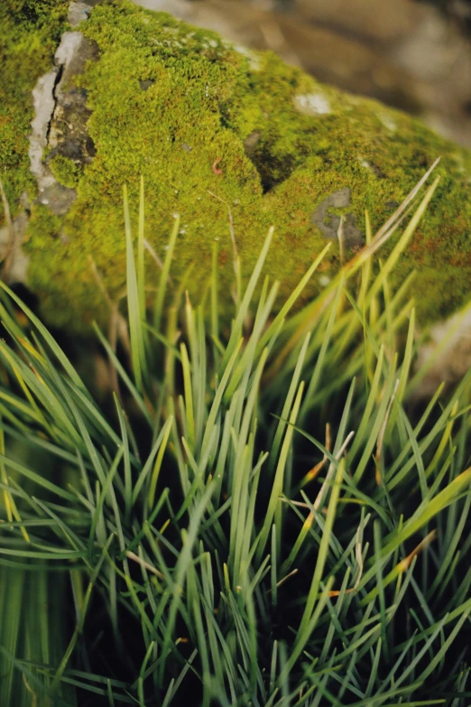 a close up of a plant with a rock in the background, lush grass, moss patches, striking colour, spines