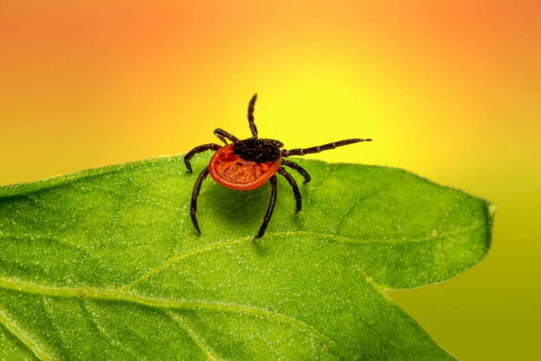 a tick sitting on top of a green leaf, vibrant orange, thumbnail, on display, body with black and red lava