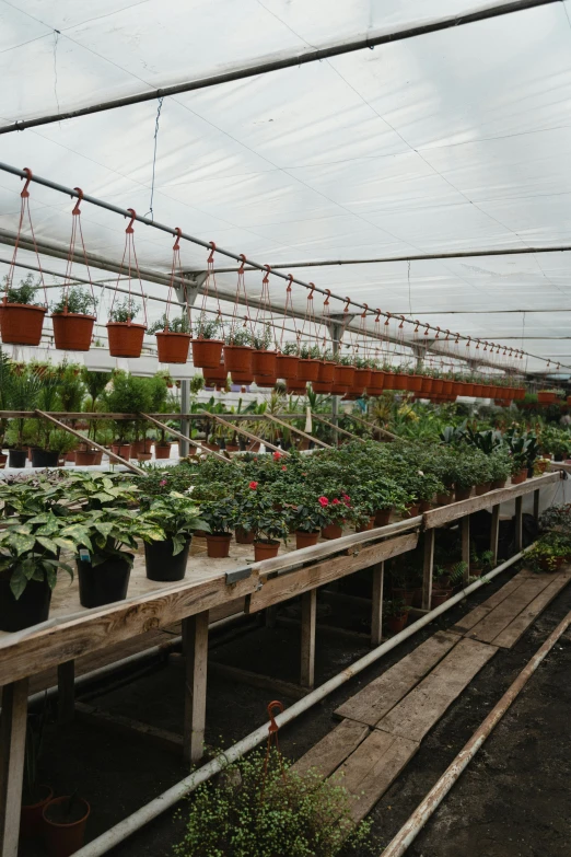 a greenhouse filled with lots of potted plants, lined up horizontally, red flowers of different types, hanging, sparse plants