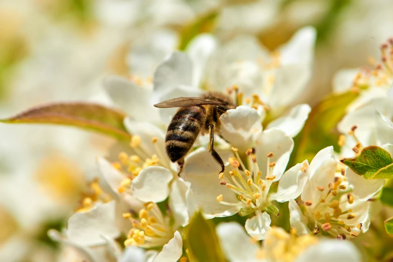 a close up of a bee on a flower, by David Simpson, pexels, white blossoms, manuka, sustainable materials, ready to eat