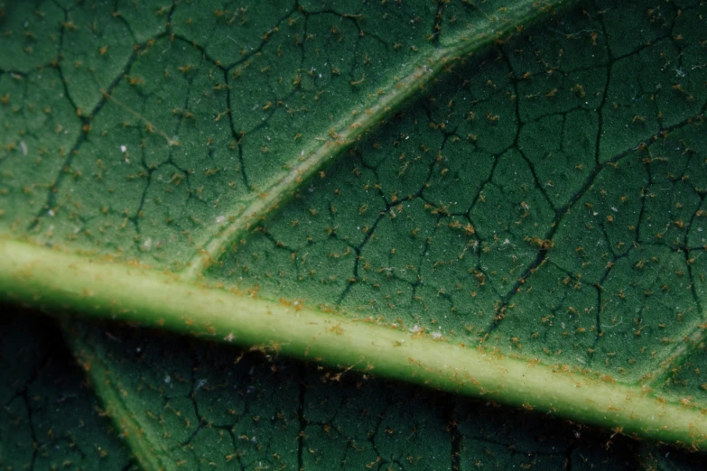 a close up of a leaf of a plant, a macro photograph, unsplash, renaissance, micro detail 4k, megascans, medium close - up ( mcu ), subtle wear - and - tear