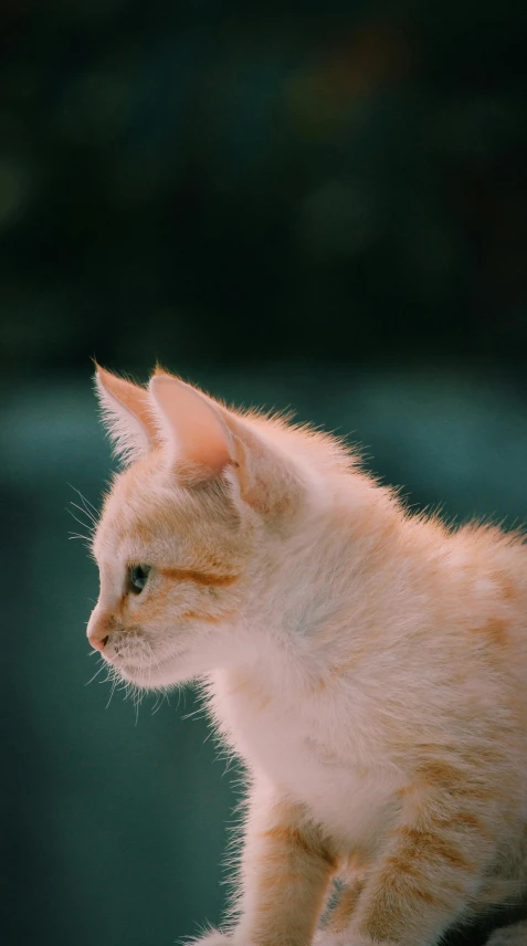 an orange and white cat sitting on top of a table, by Attila Meszlenyi, trending on unsplash, close - up profile face, pale pointed ears, high quality photo, cinematic shot ar 9:16 -n 6 -g