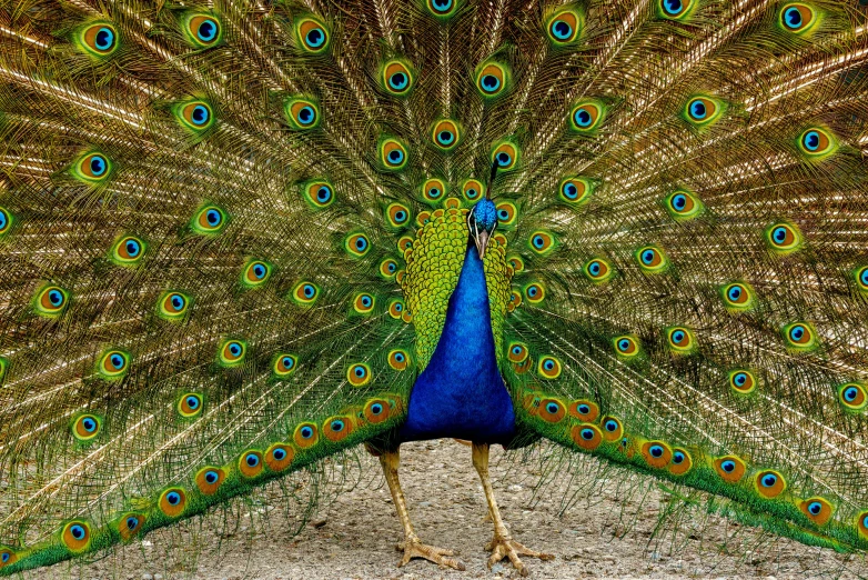 a close up of a peacock with its feathers open, by Carey Morris, pexels contest winner, fullbody view, 🦩🪐🐞👩🏻🦳, an afghan male type, an elegant