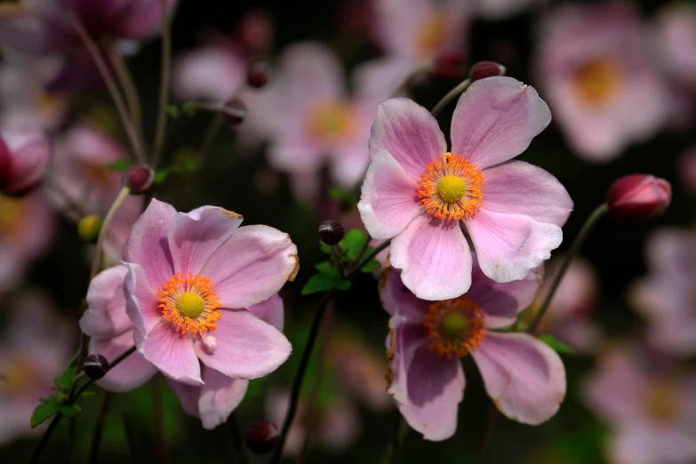 a group of pink flowers sitting on top of a lush green field, by David Simpson, unsplash, arts and crafts movement, anemone, close up front view, medium format, shot with sony alpha