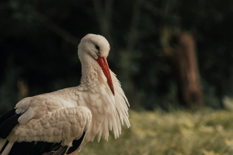 a large white bird standing on top of a lush green field, unsplash contest winner, arabesque, intense albino, maternal photography 4 k, museum quality photo, wrinkles