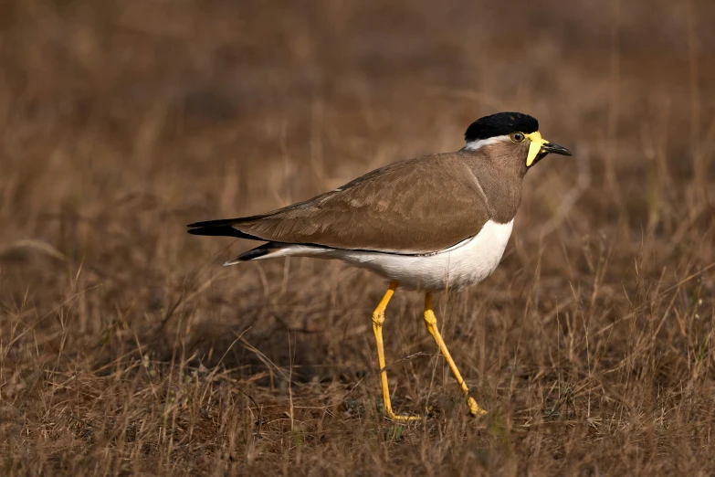 a bird that is standing in the grass, trending on pexels, hurufiyya, spectacled, white neck visible, brass beak, full body profile