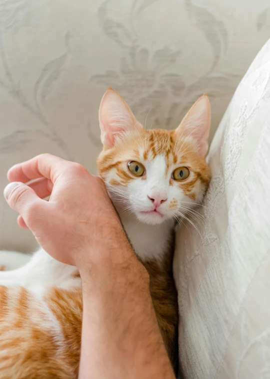 a close up of a person petting a cat on a couch, by Dan Content, white and orange, looks directly at camera, hr ginger, getty images