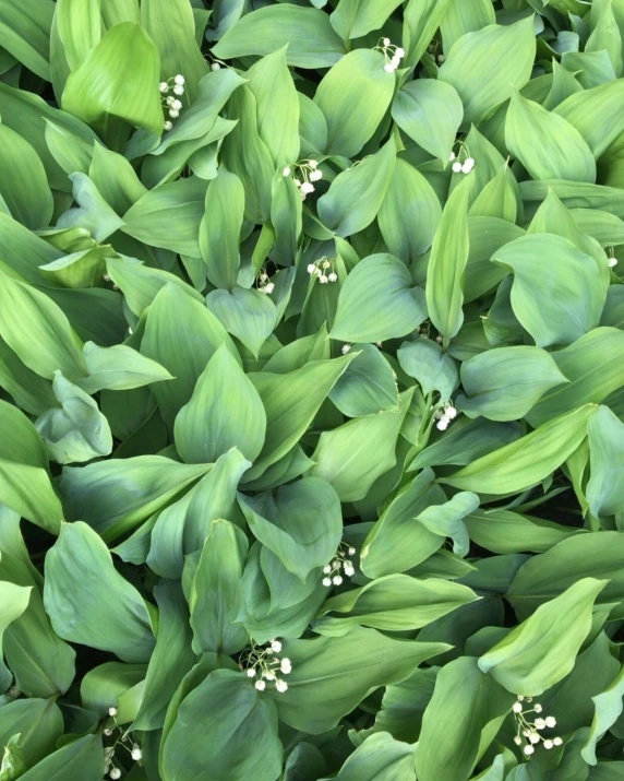 a bunch of green plants with white flowers, they are all laying down, zoomed out, ramps, 1 6 x 1 6