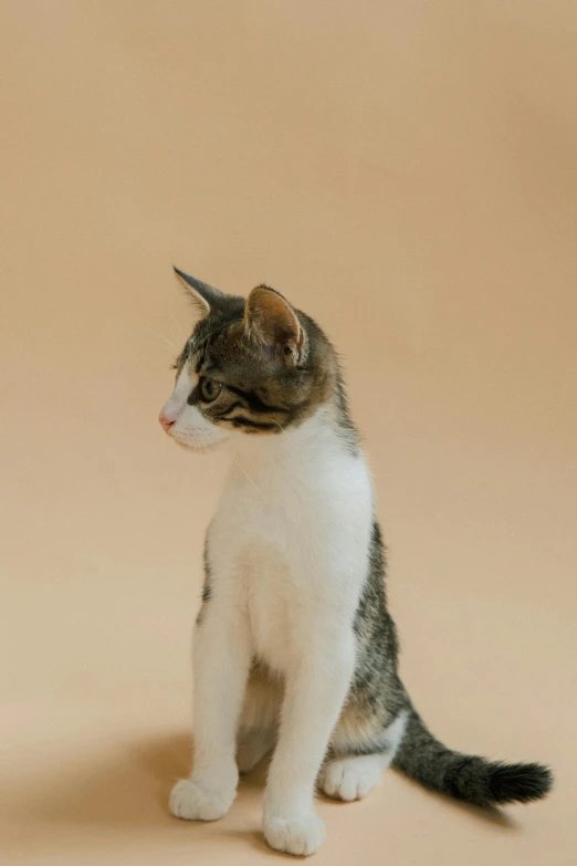 a couple of cats sitting next to each other, trending on unsplash, minimalism, 9 0 mm studio photograph tiny, brown:-2, gif, portrait of tall