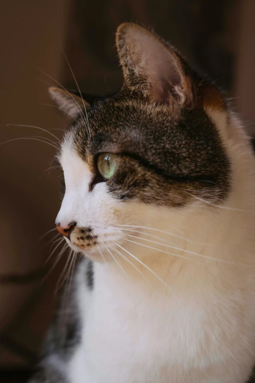 a close up of a cat sitting on a table, with a white nose