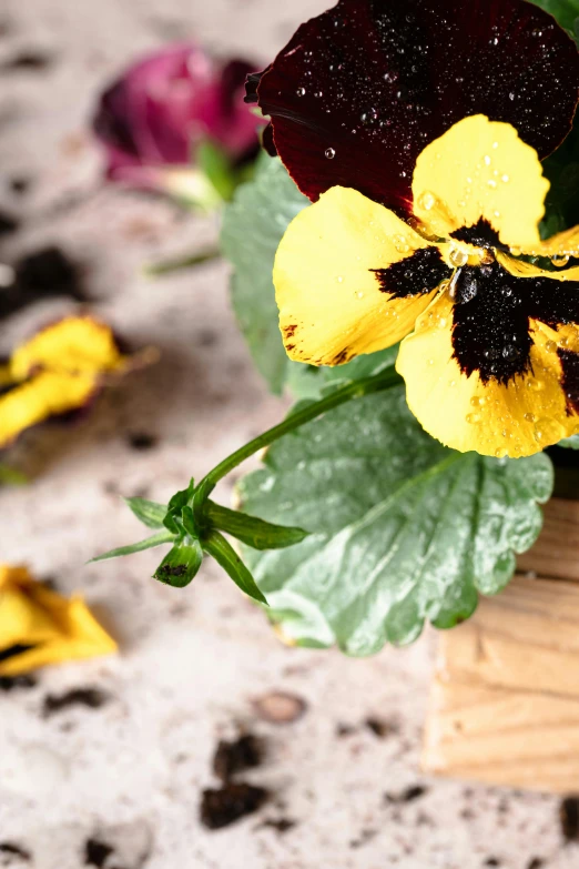 a close up of a flower pot on a table, trending on pexels, vanitas, yellows and reddish black, black flowers, smeared flowers, after rain