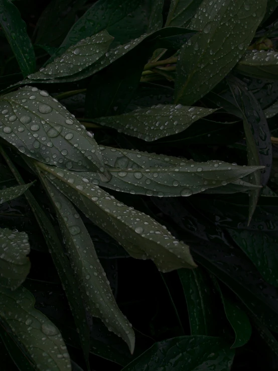 a close up of a plant with water droplets on it, an album cover, by Attila Meszlenyi, unsplash, conceptual art, marijuana leaves ) wet, high quality screenshot, rainy night, background image