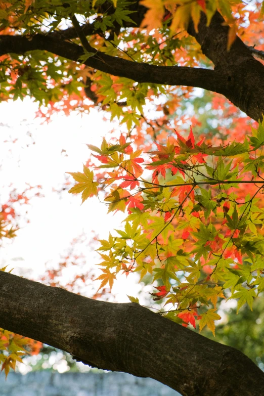 a bird sitting on top of a tree branch, inspired by Kanō Shōsenin, unsplash, maple trees with fall foliage, full frame image, green and red, medium shot angle