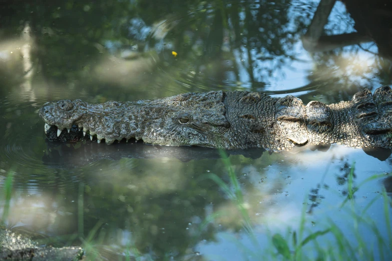 a close up of a crocodile in a body of water, by Elizabeth Durack, pexels contest winner, hurufiyya, right side profile, thumbnail, multiple stories, high angle close up shot