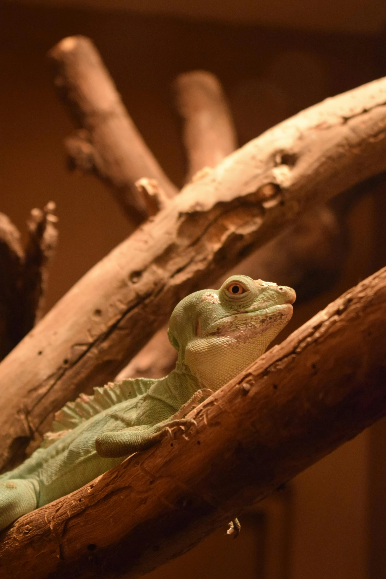 a lizard sitting on top of a tree branch, in the zoo exhibit, pale green glow, langford's basilisk, dragon in dragon lair