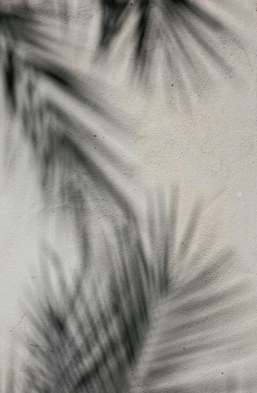 a black and white photo of a palm tree, an abstract drawing, inspired by Max Dupain, unsplash, graffiti, sand - colored walls, 8k 50mm iso 10, dynamic closeup, light haze