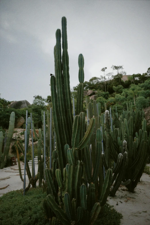 a group of cactus plants sitting on top of a lush green hillside, a picture, unsplash, beach and tropical vegetation, low quality photo, tall thin, resort