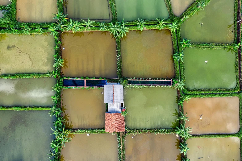 a bird's eye view of a rice field, a digital rendering, by Carey Morris, unsplash contest winner, aquatic plants, tiled roofs, vietnam, full of greenish liquid