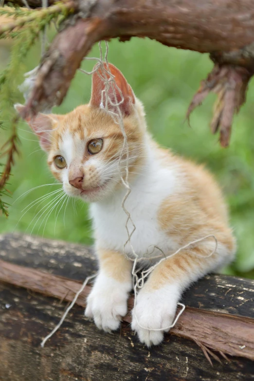 an orange and white cat sitting on top of a wooden fence, covered with wires, promo image, kitten sandwish, tendrils in the background