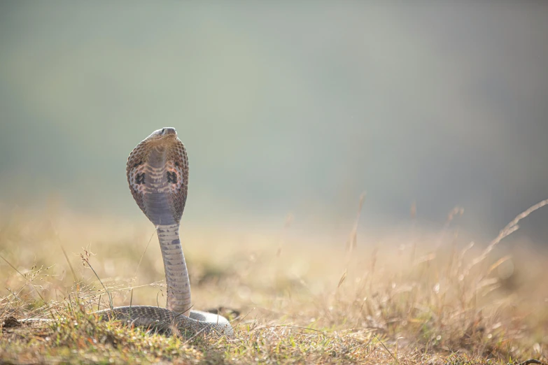 a snake that is standing in the grass, an album cover, by Adam Marczyński, pexels contest winner, cobra, uttarakhand, tail raised, standoff, indigo