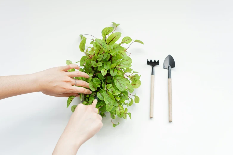 a close up of a person holding a plant, textured base ; product photos, using fork, mint, vertical gardens