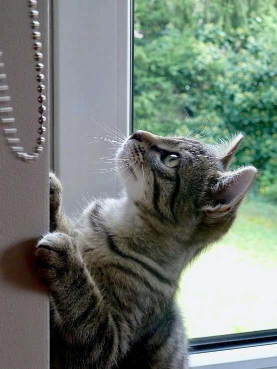 a cat standing on its hind legs looking out a window, opening door, lots of detail, grey, an adorable kitten