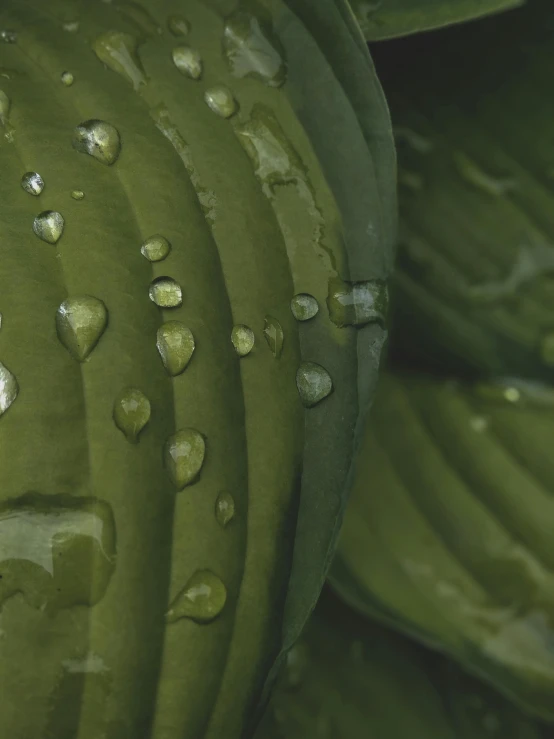 a close up of a plant with water droplets on it, inspired by Kay Sage, unsplash contest winner, photorealism, cucumbers, coated pleats, promo image, stacked image