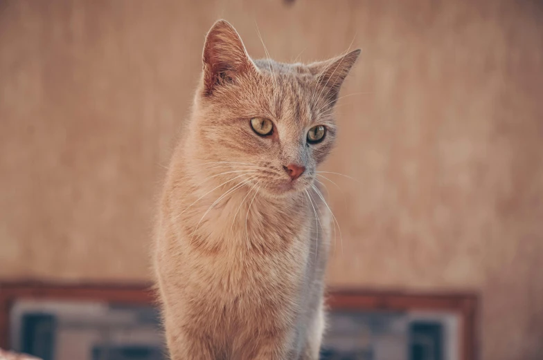 a cat standing on top of a wooden table, unsplash, photorealism, pale pointed ears, high quality photo, nice face, aged 2 5