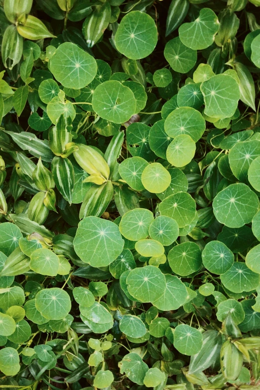 a close up of a bunch of green leaves, renaissance, various sizes, clover, vine covered, birdseye view