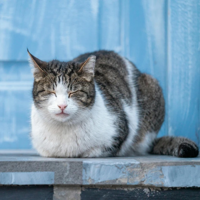 a cat sitting on a wooden platform in front of a blue door, by Julia Pishtar, shutterstock contest winner, trimmed with a white stripe, morbidly obese, very slightly smiling, beautiful female white