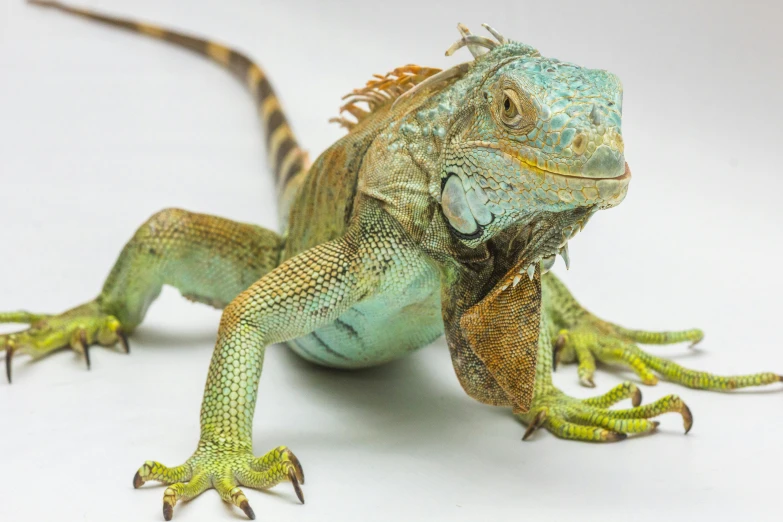 a close up of a lizard on a white surface, by Terese Nielsen, shutterstock contest winner, iguana, blue and green, full body frontal view, pet animal