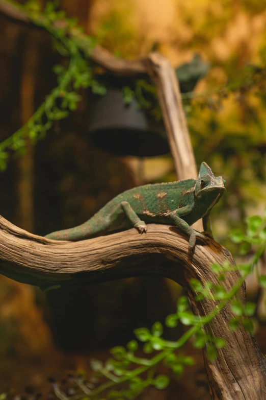 a chamelon lizard sitting on top of a tree branch, by Gwen Barnard, trending on pexels, photorealism, vines wrap around the terrarium, replica model, afternoon hangout, high angle shot