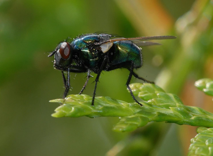 a close up of a fly on a plant, by Jan Rustem, hurufiyya, black and green, glossy flecks of iridescence, on a landing pad, full body close-up shot