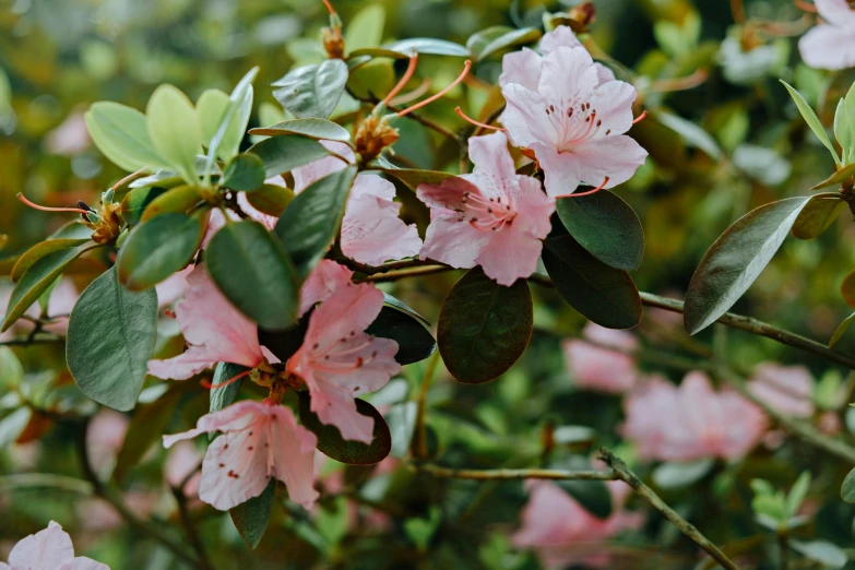 a bush of pink flowers with green leaves, by Carey Morris, unsplash, hurufiyya, shot on sony a 7, classic beauty, closeup - view, various posed