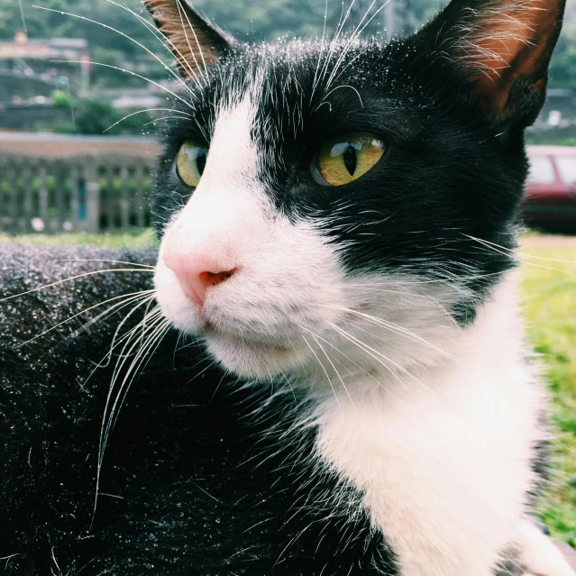 a black and white cat sitting on top of a lush green field, unsplash, realism, square nose, low - angle shot, avatar image, taken on iphone 14 pro